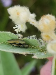 Agrilus lacustris