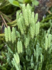 Diphasiastrum alpinum