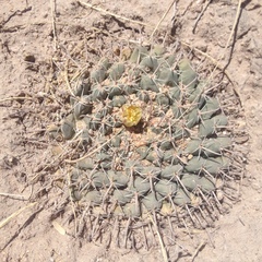 Mammillaria uncinata