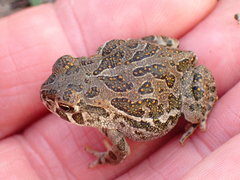Anaxyrus cognatus