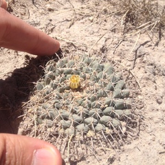 Mammillaria uncinata