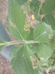 Calycomyza verbenae