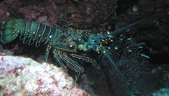 Panulirus inflatus