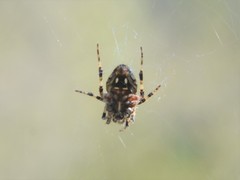 Neoscona orizabensis