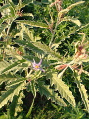 Solanum elaeagnifolium