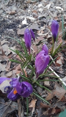 Crocus vernus
