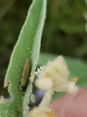 Agrilus lacustris