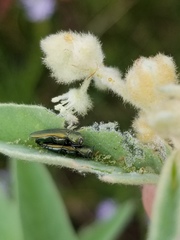 Agrilus lacustris
