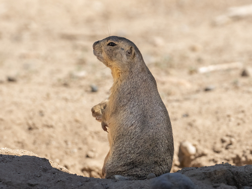 Gunnison's Prairie Dog