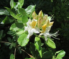 Rhododendron occidentale