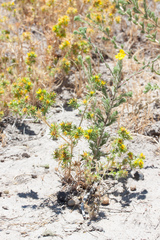 Deinandra bacigalupii