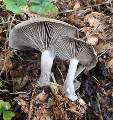 Clitocybe metachroa