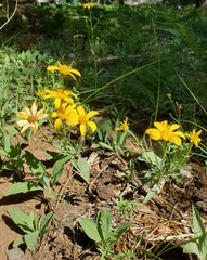 Arnica dealbata