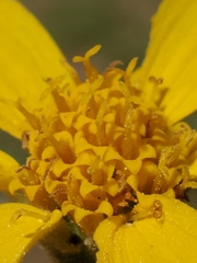 Arnica dealbata