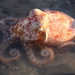 Eledone Octopuses - Photo (c) Caleb Slemmons, some rights reserved (CC BY-NC)