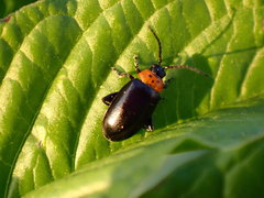 Disonycha triangularis