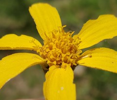 Arnica dealbata