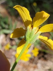 Arnica dealbata