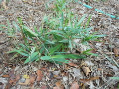 Dichanthelium acuminatum