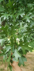 Magnoliopsida