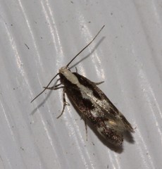 Agnippe prunifoliella