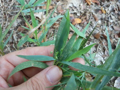 Dichanthelium acuminatum