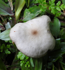 Clitocybe metachroa