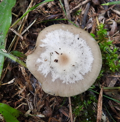 Clitocybe metachroa