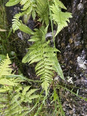 Phegopteris connectilis
