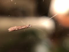 Leptocerus americanus