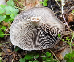 Clitocybe metachroa