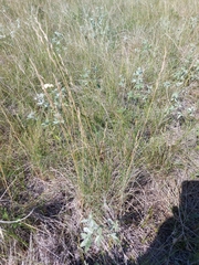 Festuca hallii