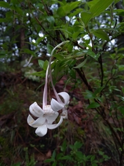 Bouvardia multiflora