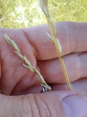 Festuca hallii