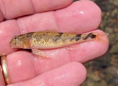 Etheostoma blennius