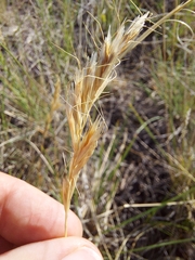Helictochloa hookeri