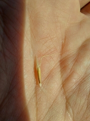 Helictochloa hookeri