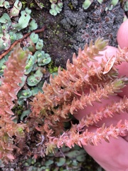 Crassula tetramera