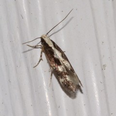 Agnippe prunifoliella