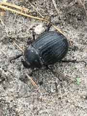 Phyllophaga cribrosa