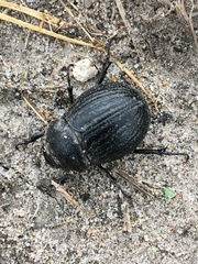 Phyllophaga cribrosa