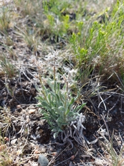 Oreocarya spiculifera