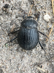 Phyllophaga cribrosa