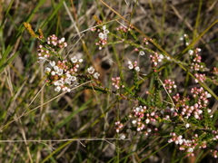 Micromyrtus ciliata
