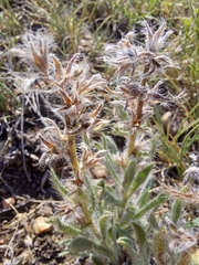 Oreocarya spiculifera