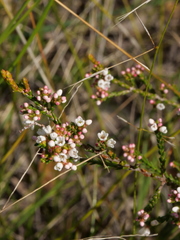 Micromyrtus ciliata