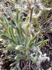 Oreocarya spiculifera