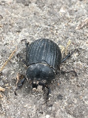 Phyllophaga cribrosa