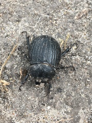 Phyllophaga cribrosa