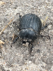 Phyllophaga cribrosa